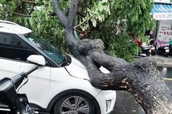 Mưa to kèm theo gió lớn quật đổ hàng loạt cây xanh ở Đà Nẵng