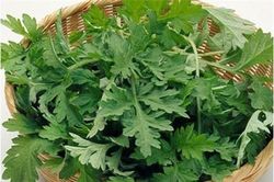 Món ăn, bài thuốc hay từ ngải cứu