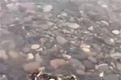 Hàng trăm con rắn 'tụ' thành búi, dọa dân chết khiếp