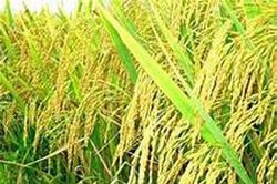 FAO: Giá lương thực thế giới tăng lần đầu tiên trong 5 tháng