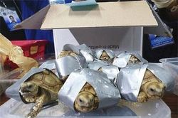 Chấn động hơn 1.500 rùa quý hiếm trong hành lý sân bay