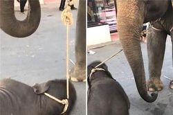 Đau lòng voi con gục dưới chân mẹ chở khách du lịch