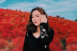 Đồi cỏ ở Nhật Bản đồng loạt chuyển màu đỏ rực cuối thu