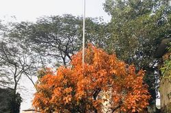 Ngỡ ngàng bệnh viện xanh trong lòng Thủ đô