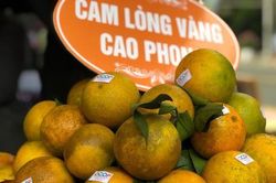 Cam ngoại 'tấn công', cam Cao Phong giảm giá chính vụ
