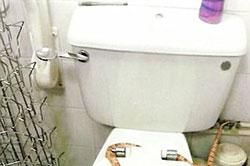 Hoảng hồn phát hiện rắn độc 2m chui lên từ bồn cầu