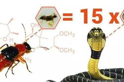 Kinh hãi nọc độc của kiến ba khoang độc gấp 15 lần hổ mang chúa