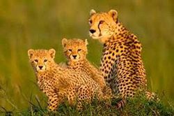 Sự thật gây kinh ngạc về loài báo đốm