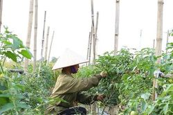 Gia Viễn: Cây trồng vụ đông sớm cho giá trị kinh tế cao