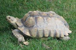 Rùa Sulcata 'siêu to khổng lồ' xuất hiện ở Hà Nội có gì độc lạ?