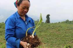 Khoai sọ đặc sản Kỳ Sơn mất mùa, nguy cơ thiếu giống cho năm sau