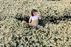 Hà Nội chớm đông - nao lòng những đóa cúc họa mi