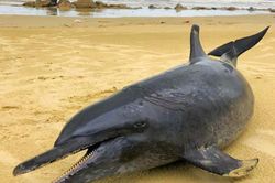 Cá heo 60 kg dạt vào bờ biển Quảng Ngãi
