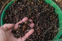 Nuôi con vật chỉ ăn lá cây vẫn lớn đều đều, thu tiền mỏi tay