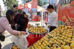Quảng bá cam và nông sản tỉnh Hưng Yên đến với người tiêu dùng Thủ đô