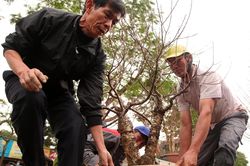 Tết đã về trên những vườn đào Nhật Tân