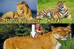 Khám phá về những 'đứa con lai' kỳ lạ của hổ và sư tử