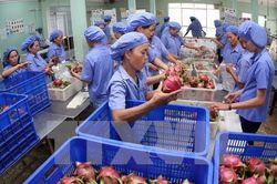 Vì sao trái cây Việt chưa rộng đường xuất khẩu?