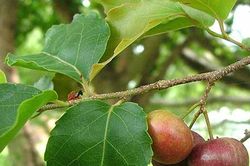 Mùa hồng quân chín rộ
