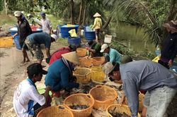 Xây dựng mô hình nuôi tôm an toàn dịch bệnh