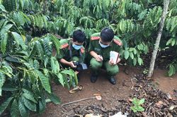 Phát hiện thi thể người phụ nữ nghi bị đốt trong rẫy cà phê