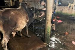 Bắt quả tang hàng loạt lò mổ bơm nước vào bụng bò để tăng trọng