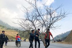 Sa Pa nhộn nhịp bán đào tết