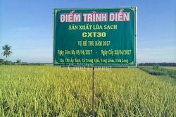 Gạo ngon nhất thế giới ST25 do quân đội sản xuất đã có mặt trên thị trường