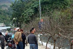 Cận cảnh đào đá 'khủng' rao bán 20 triệu đồng/cây ở vùng biên