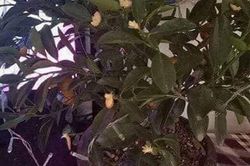 Mua quất đẹp về chưng Tết vừa trang trí xong thì phát hiện quả 'không cánh mà bay' hóa ra nguyên nhân mới thật ngao ngán