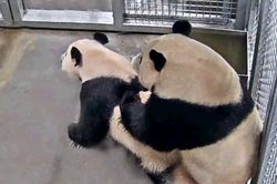 Gấu trúc chịu 'mây mưa' sau 2 năm chung sống, sở thú vỡ òa sung sướng
