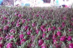 Làm thế nào để tăng số lượng hoa quả xuất vào thị trường Trung Quốc?