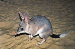 Xuân Canh Tý nói về các loài chuột quý hiếm