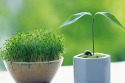 Sự chân thành và thật lòng
