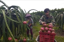 Giải quyết tình trạng nông sản mất giá do tác động của dịch bệnh