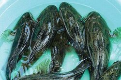 Khám phá thú vị về cá bống tượng có thể nhịn đói nhiều ngày