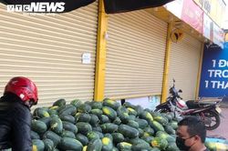 Dịch corona: Nông dân Bình Định 'mướt mồ hôi' bán tháo dưa hấu bị ứ đọng