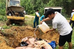Cơ bản khống chế dịch tả lợn châu Phi