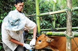Quảng Ngãi: Bùng phát bệnh lở mồm long móng, người chăn nuôi lo lắng
