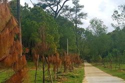 Chuyện trên 1,5km đường đầu tư hơn 19 tỷ đồng dẫn vào di sản lăng vua