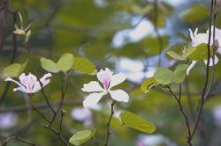 Chiêm ngưỡng loài hoa của núi rừng Tây Bắc giữa lòng Hà Nội