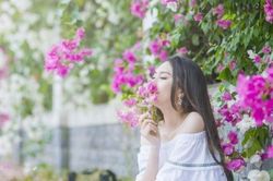 Kèn hồng và những mùa hoa rực rỡ ở TP.HCM
