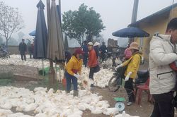 Tăng cường phòng chống, kiểm soát và không để bùng phát dịch cúm gia cầm