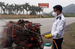 Hải Phòng xuất hiện ổ dịch cúm gia cầm A/H5N6