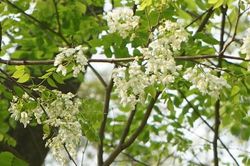 Những vẻ đẹp riêng có của hoa sưa Hà Nội khiến nhiều người thích thú