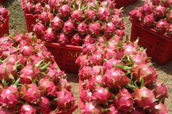 Xuất khẩu thanh long tăng đột biến nhờ hình thức biên mậu