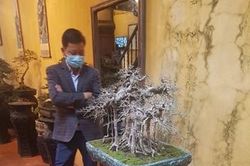 Trưng bày nghệ thuật bonsai phố cổ