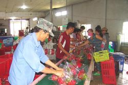 Long An: Đẩy mạnh quảng bá sản phẩm đặc trưng