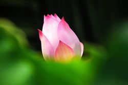 Tuổi trẻ tu Bồ-tát đạo có sớm không?