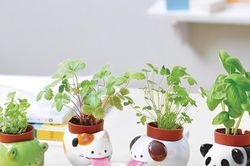 Giảm ra đường thì ở nhà trồng cây: Những chậu cây cưng xỉu, còn 'tự uống nước' nữa này!